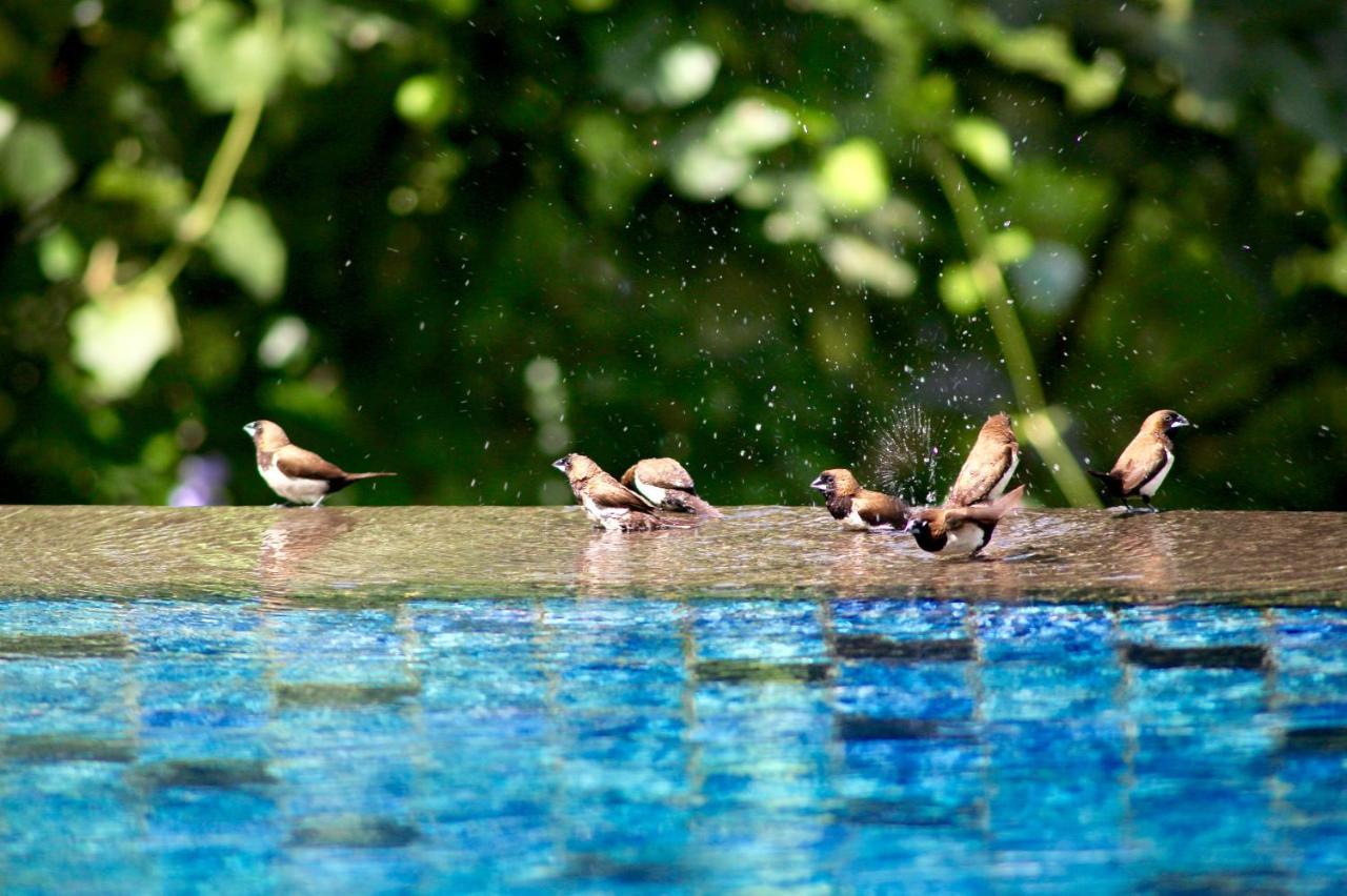 The Manipura Luxury Estate And Spa Up To 18 Person, Fully Serviced Ubud Extérieur photo